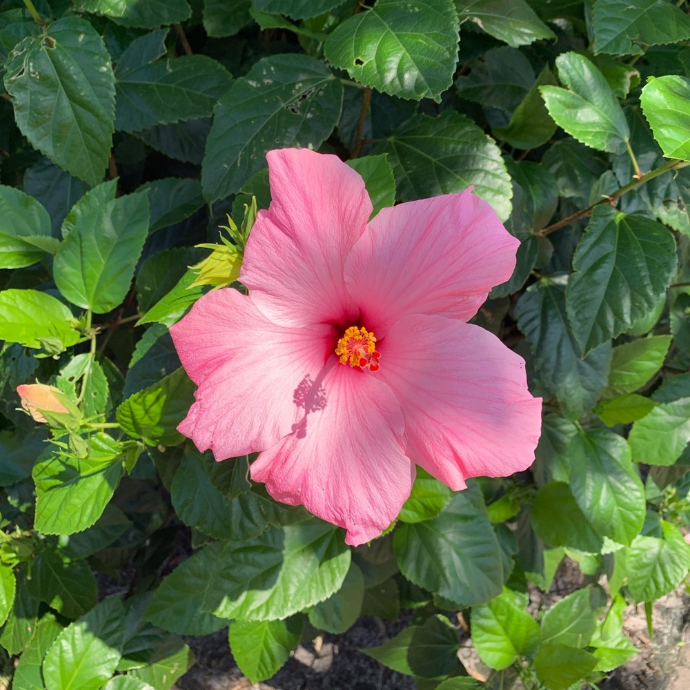 Meet your Posher, Tarah